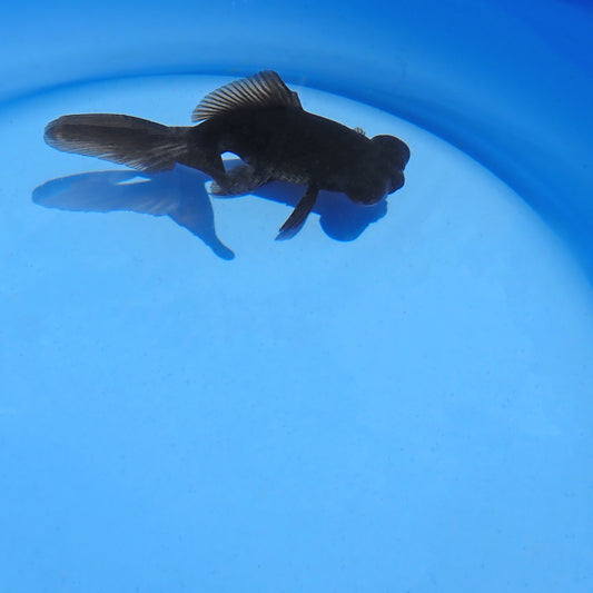 Goldfish Fantail Premium - Large