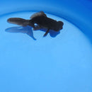 Fantail Goldfish - Black Moor - 4 Inch