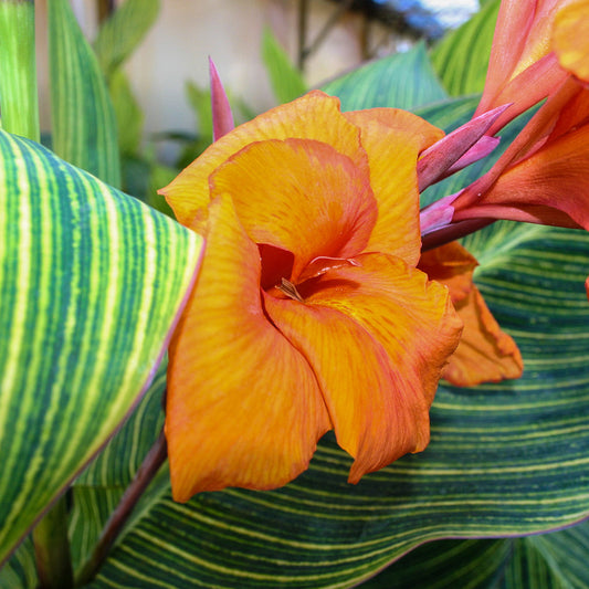 Bengal Tiger Canna