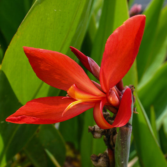 Red Endeavor Canna