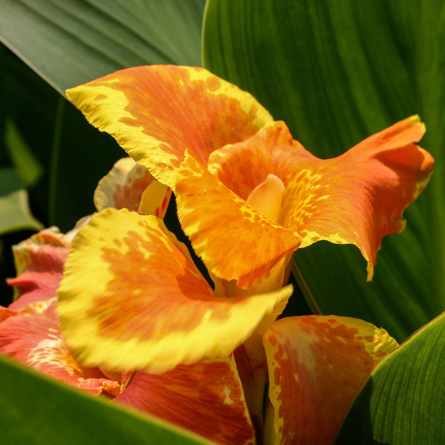 Orange Kimg Hummert Canna
