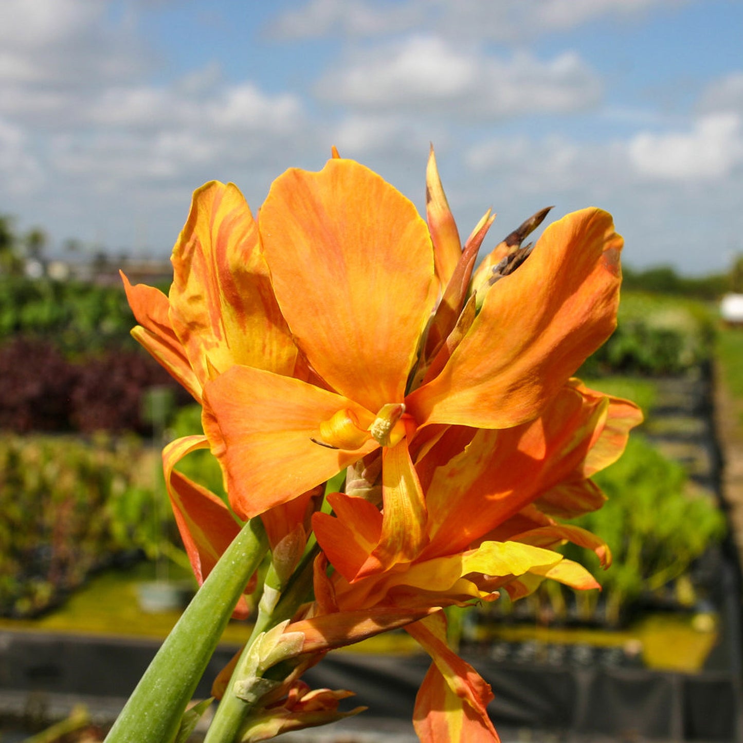Peach Taney Canna