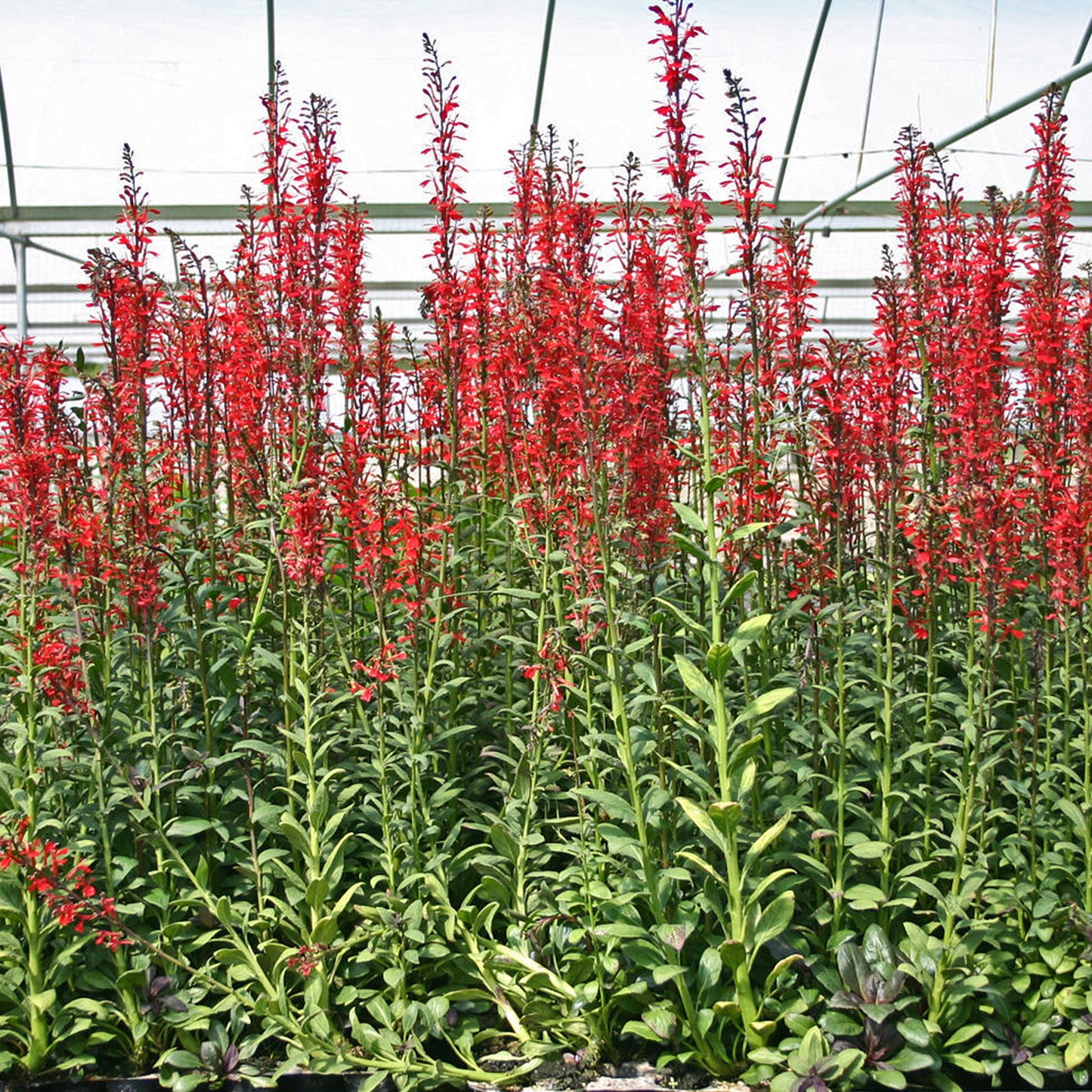 Cardinal Flower