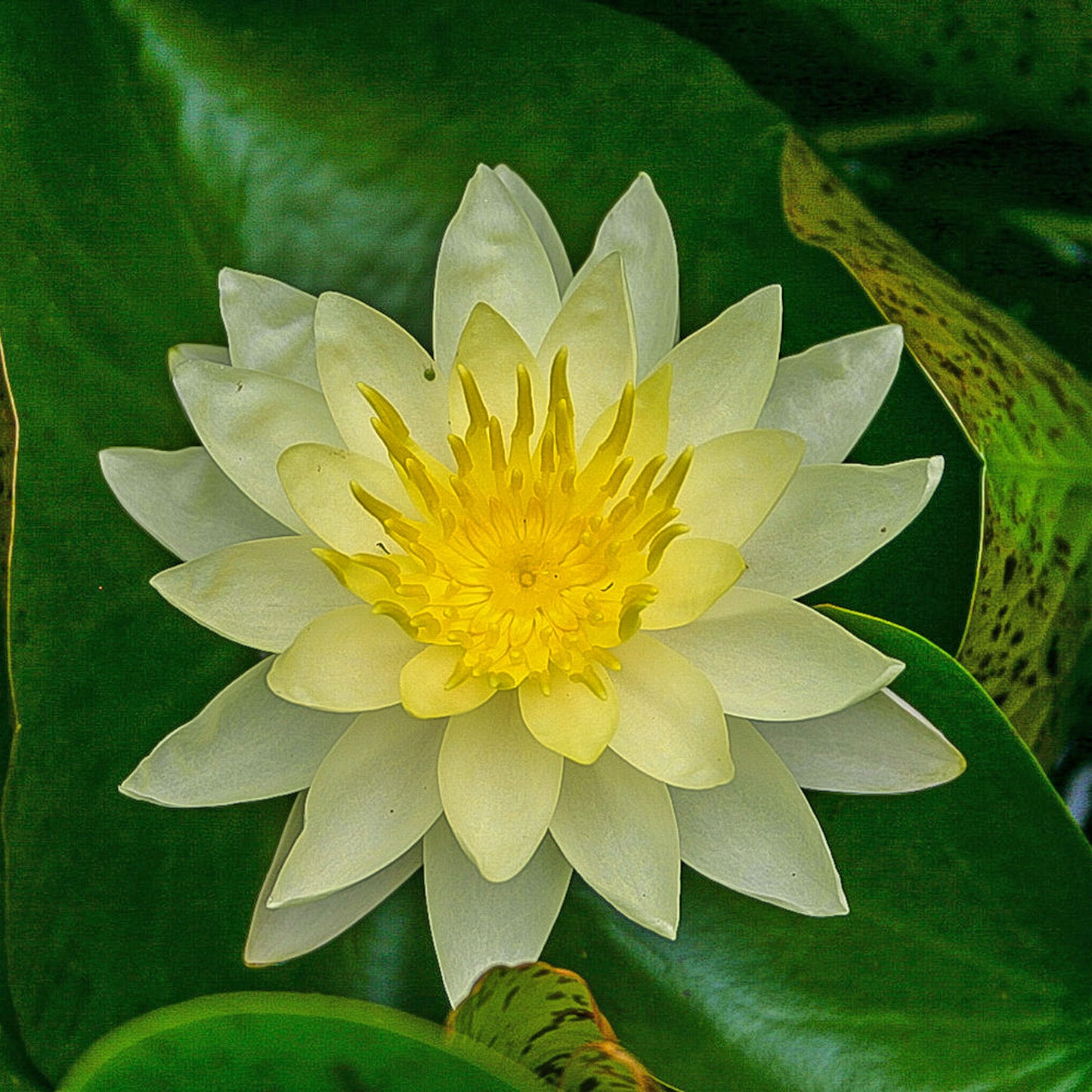 Charlene Strawn Lily