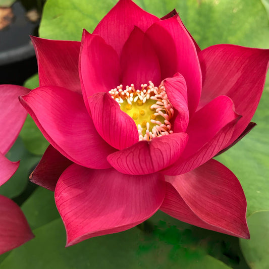 Red Xibeipo Lotus
