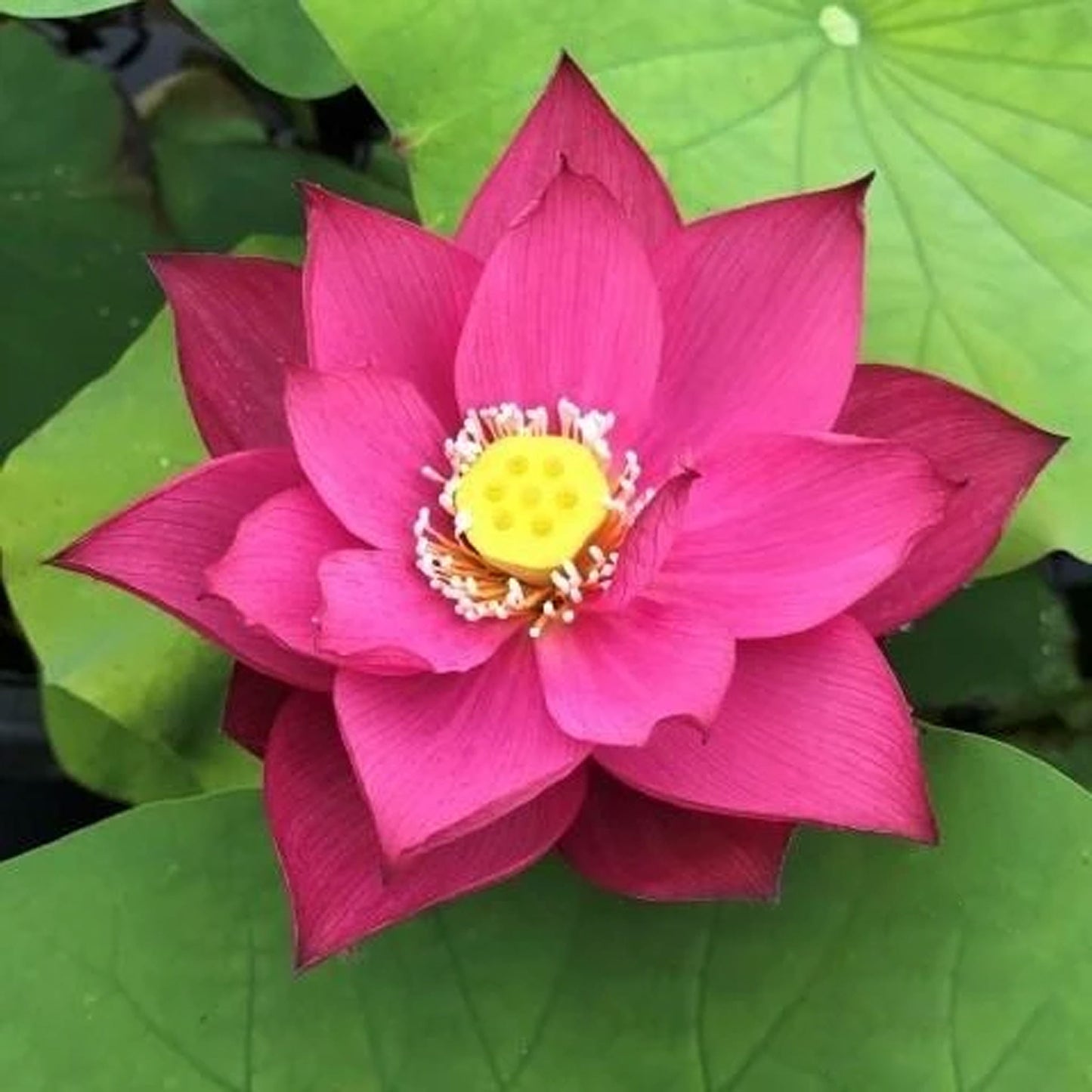 Zunyi Red City Dwarf Lotus
