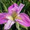 Colorific Iris