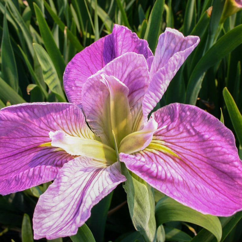 Colorific Iris