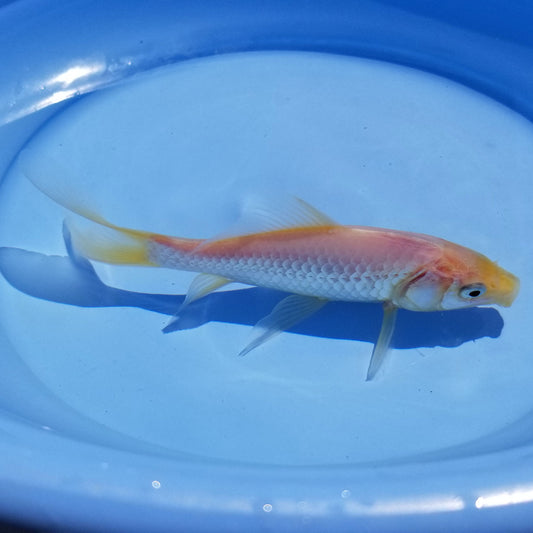 Goldfish White - 6"