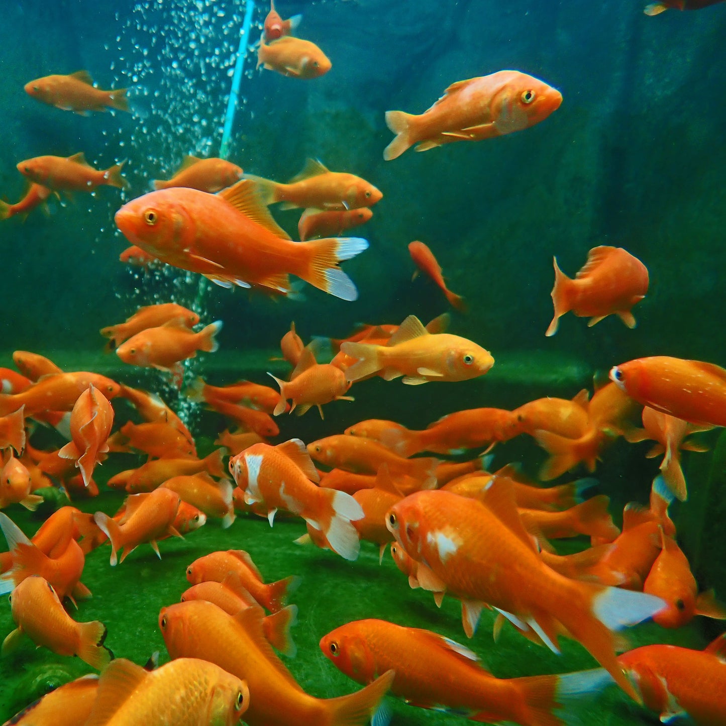 Comet Goldfish Mix - 4"