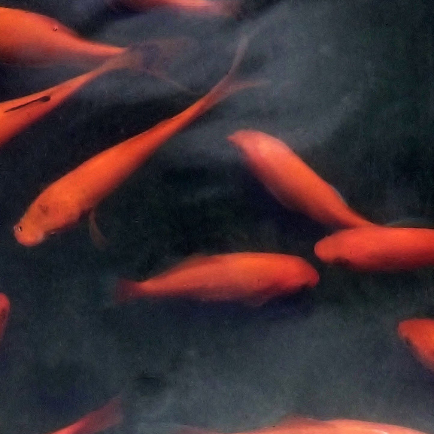 Comet Goldfish Mix - 4"