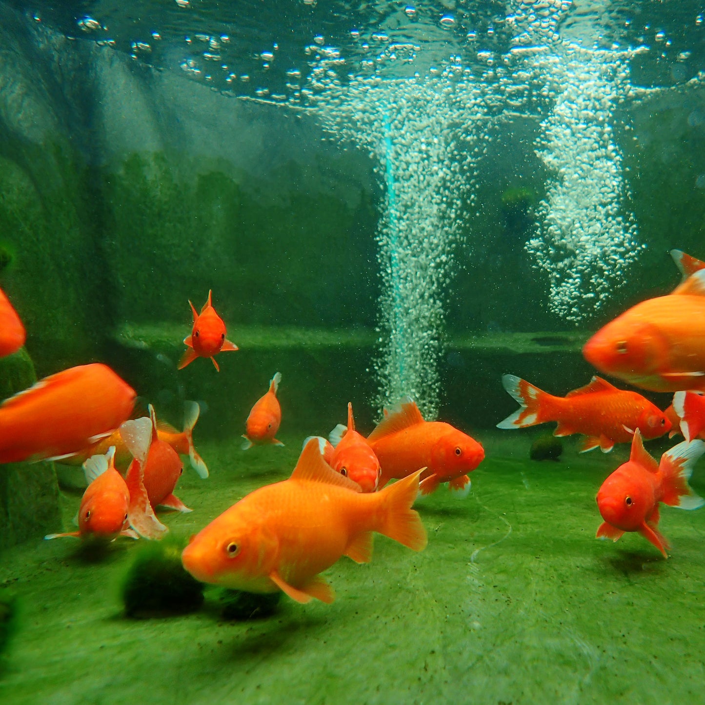 Goldfish Comet - 6"