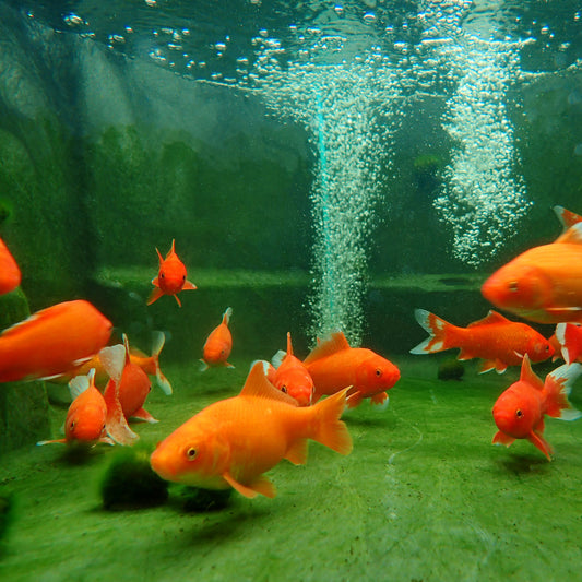 Goldfish Comet - 6"