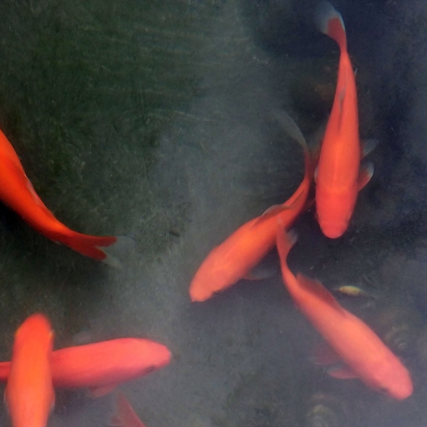 Goldfish Comet - 6"