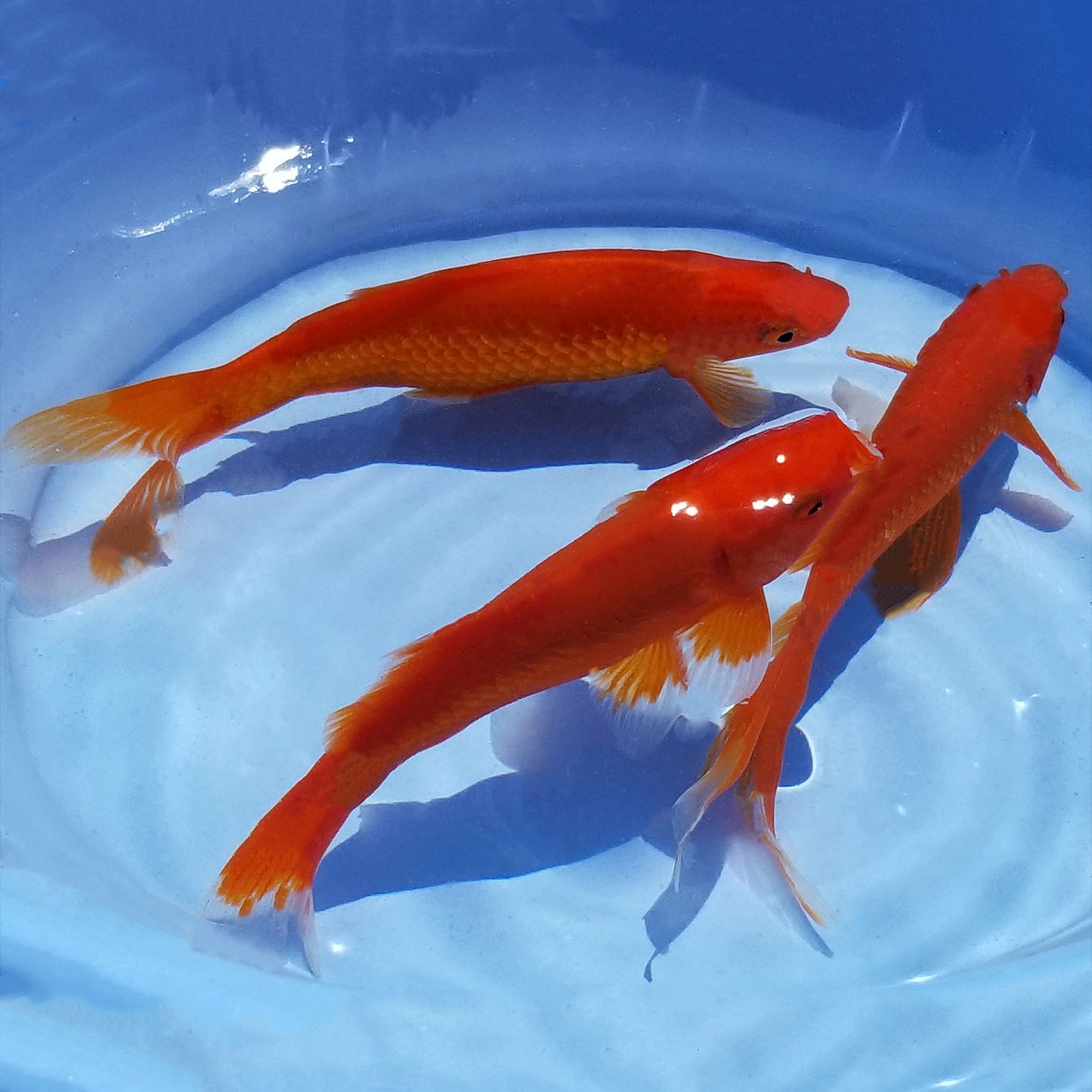 Goldfish Comet - 6"