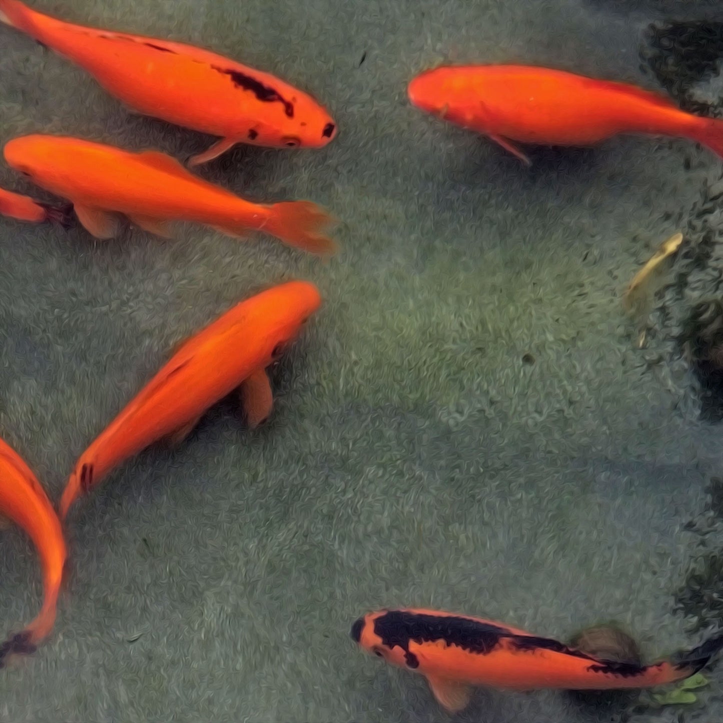Goldfish Red & Black - 6"