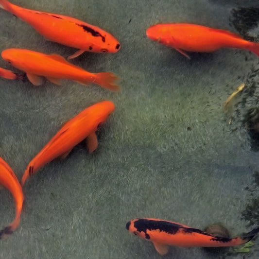 Goldfish Red & Black - 6"