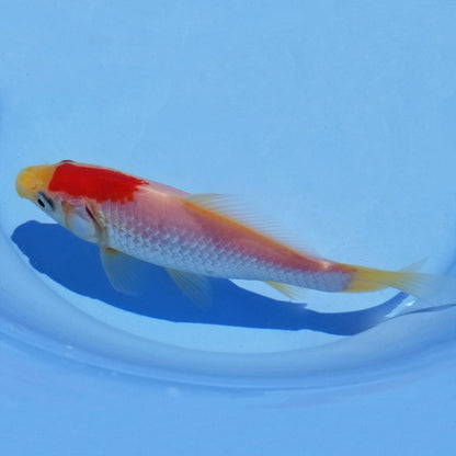 Goldfish Sarassa - 6"
