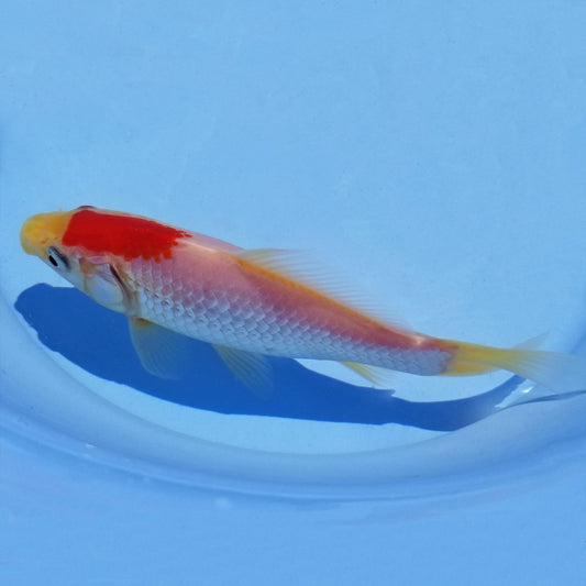 Goldfish Sarassa - 6"