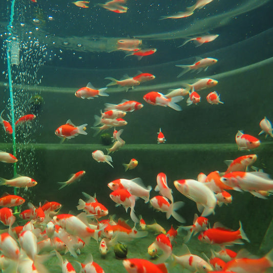 Goldfish Sarasa Red & White - 4"