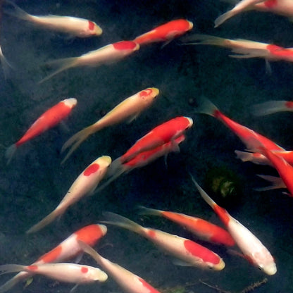 Goldfish Sarasa Red & White - 4"