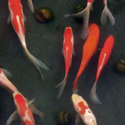 Goldfish Sarassa - 6"