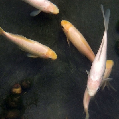 Goldfish White - 6"