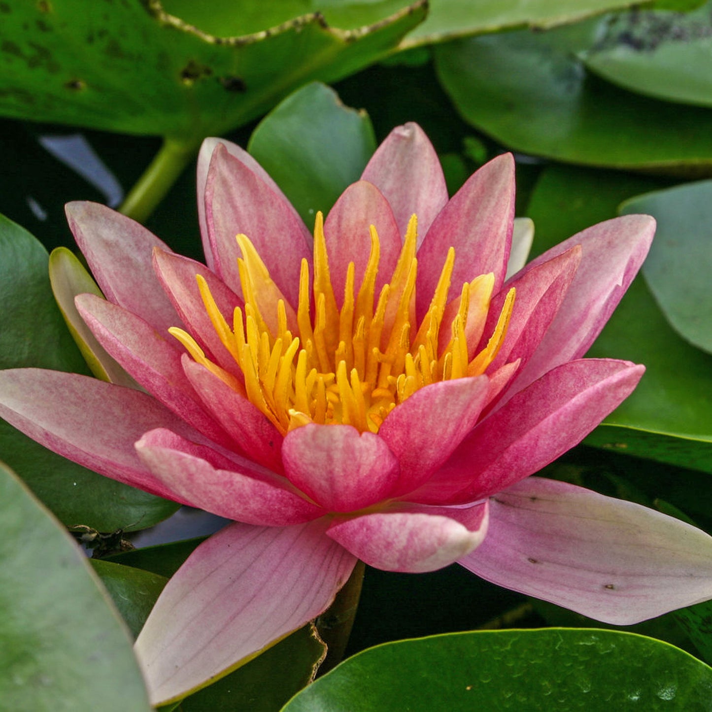 Comanche Lily