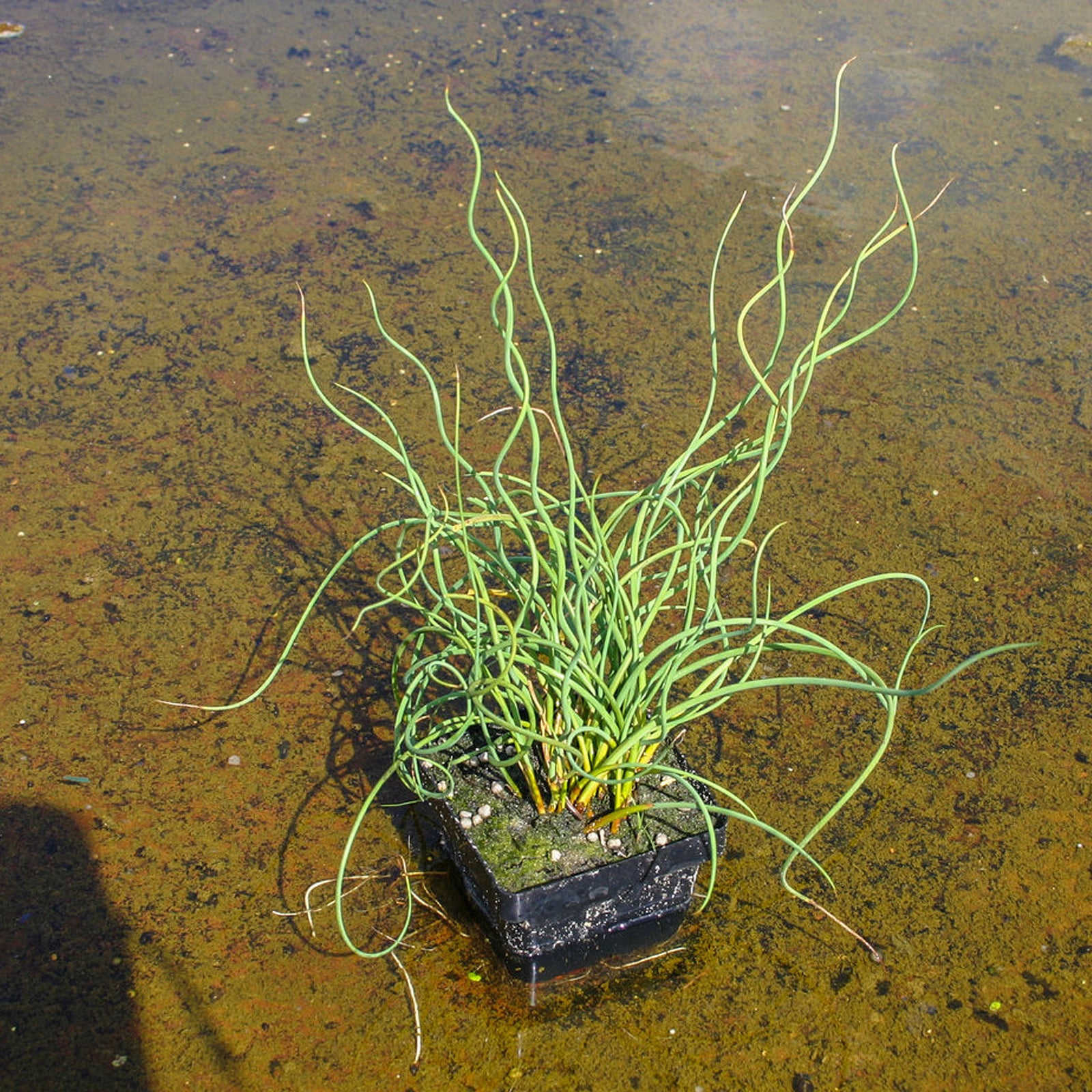 Corkscrew Rush PONDS PLUS Water Garden Center