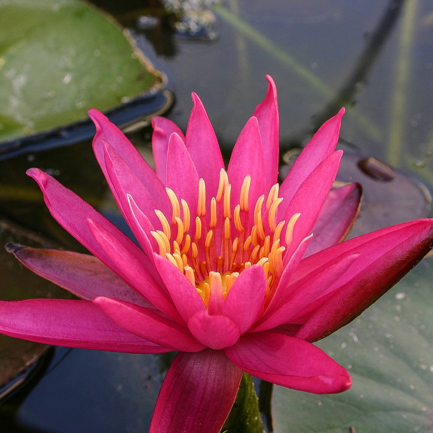 Dallas Lily