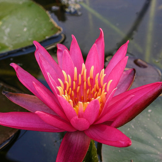 Dallas Lily