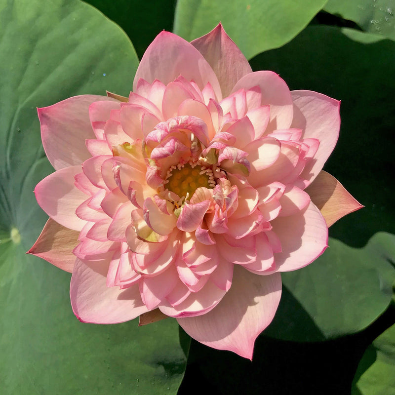 Dreamland of Taoling Lotus