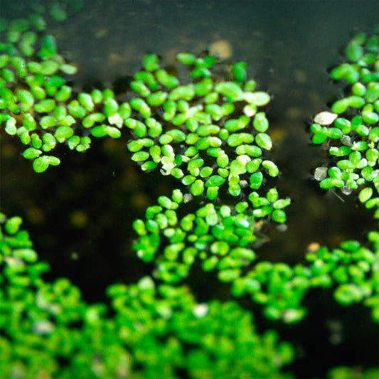 Duckweed - Cup
