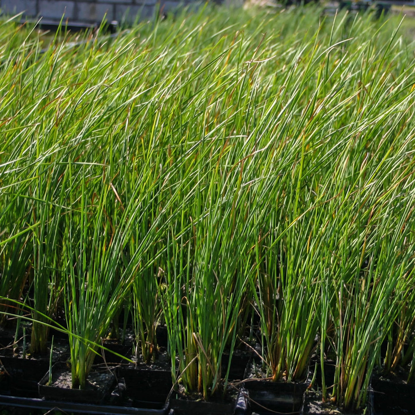 Dwarf Cattail