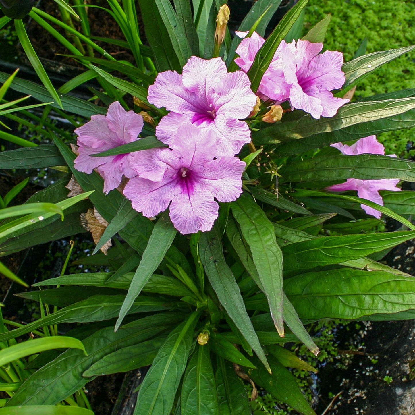 Compact Pink Bell