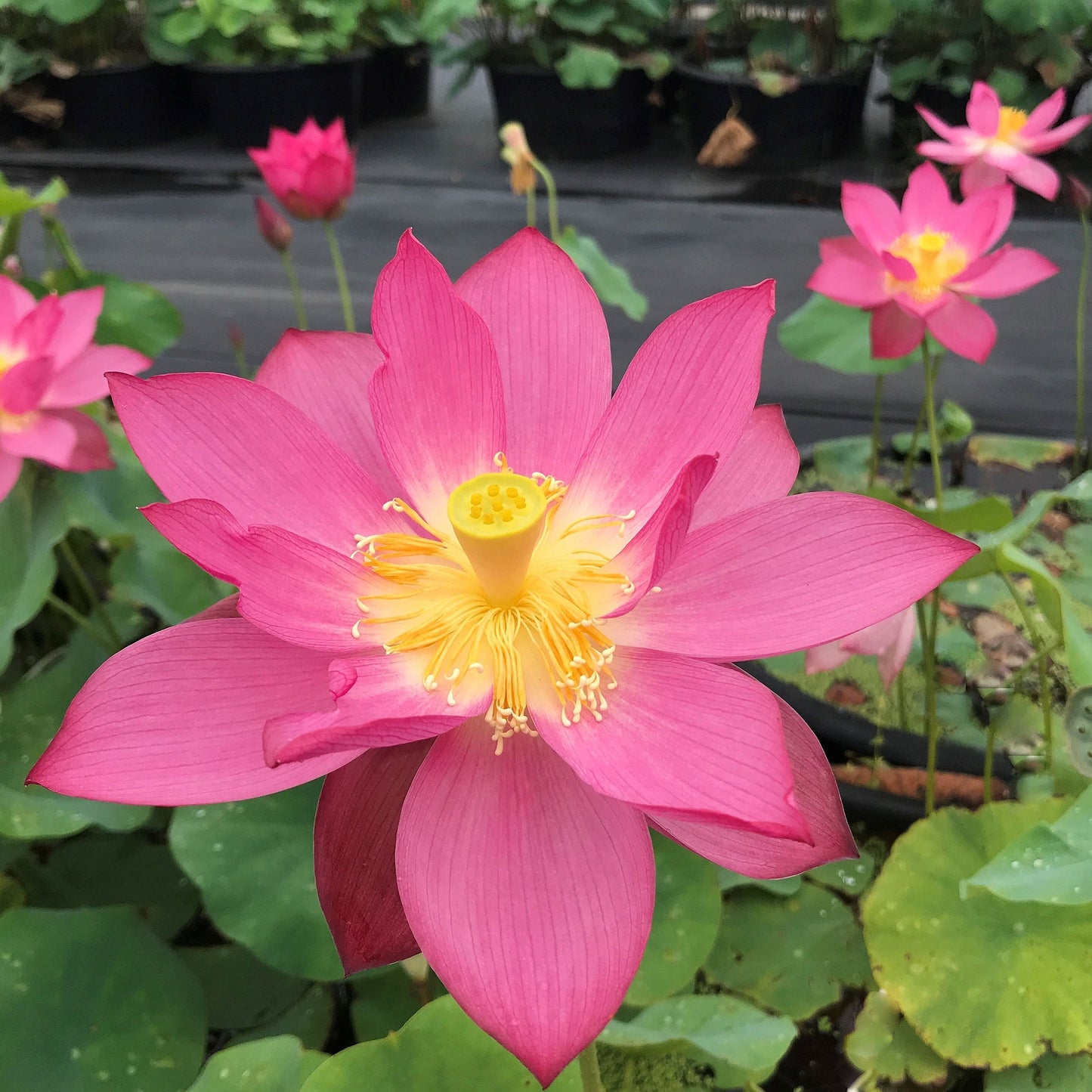East Lake Pink Lotus
