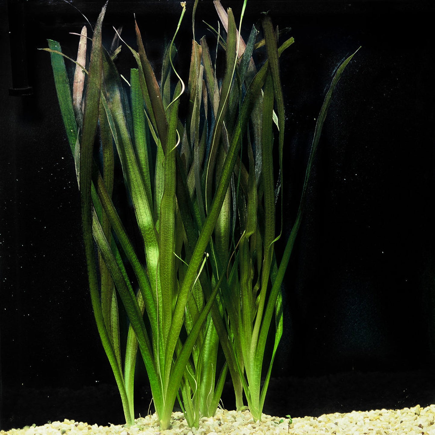 Vallisneria Ell Grass