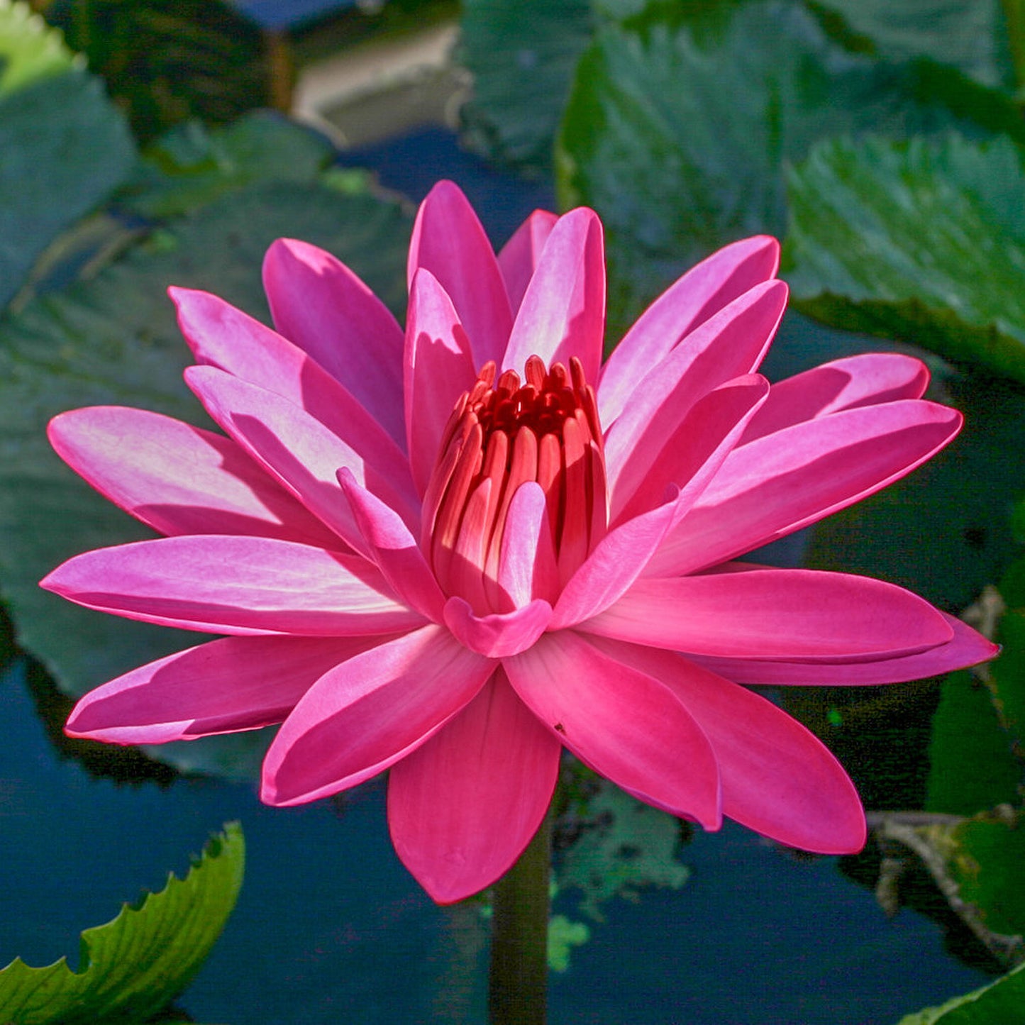 Emily Hitchings Lily