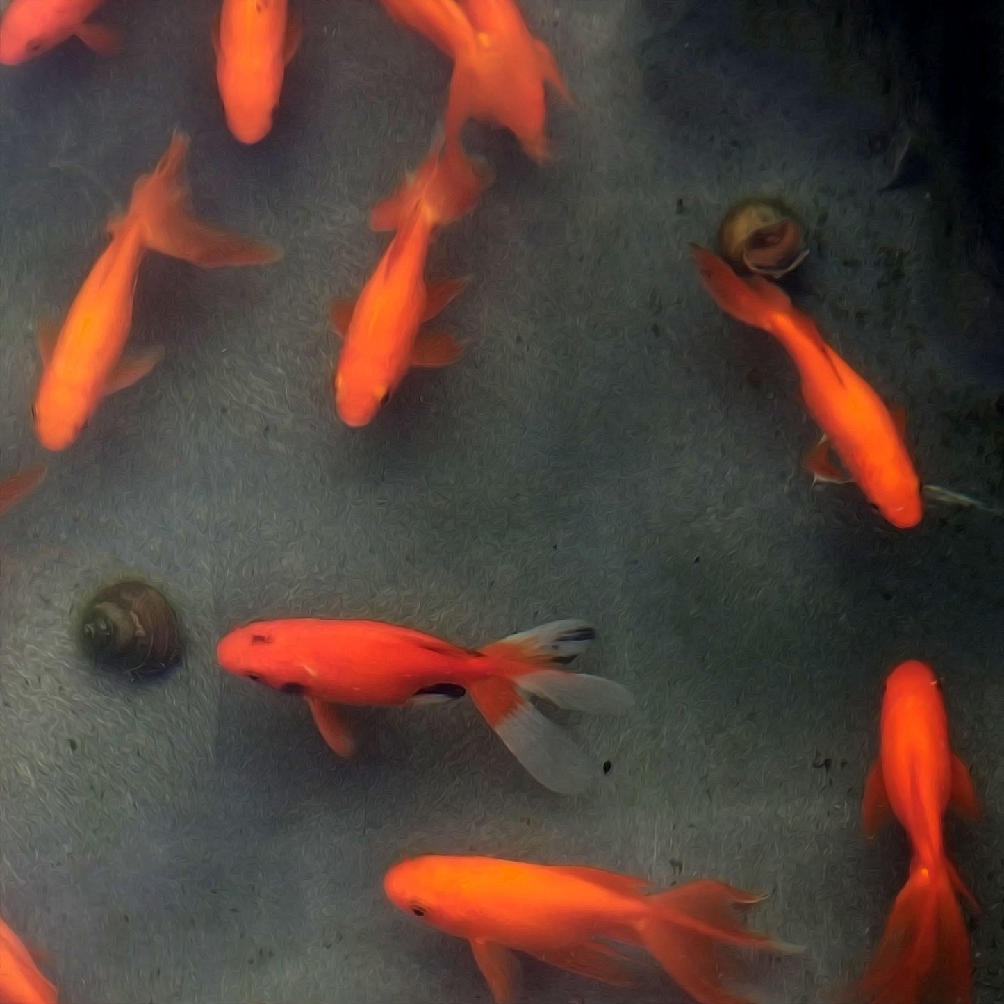 Goldfish Fantail Red - 4"