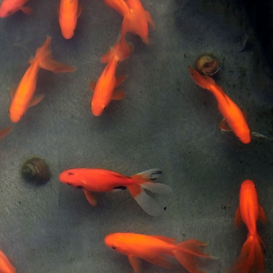 Goldfish Fantail Red - 4"