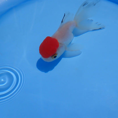 Goldfish Fantail Premium - Small
