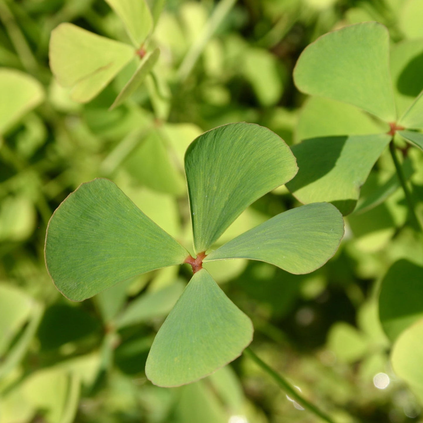 Water Clover