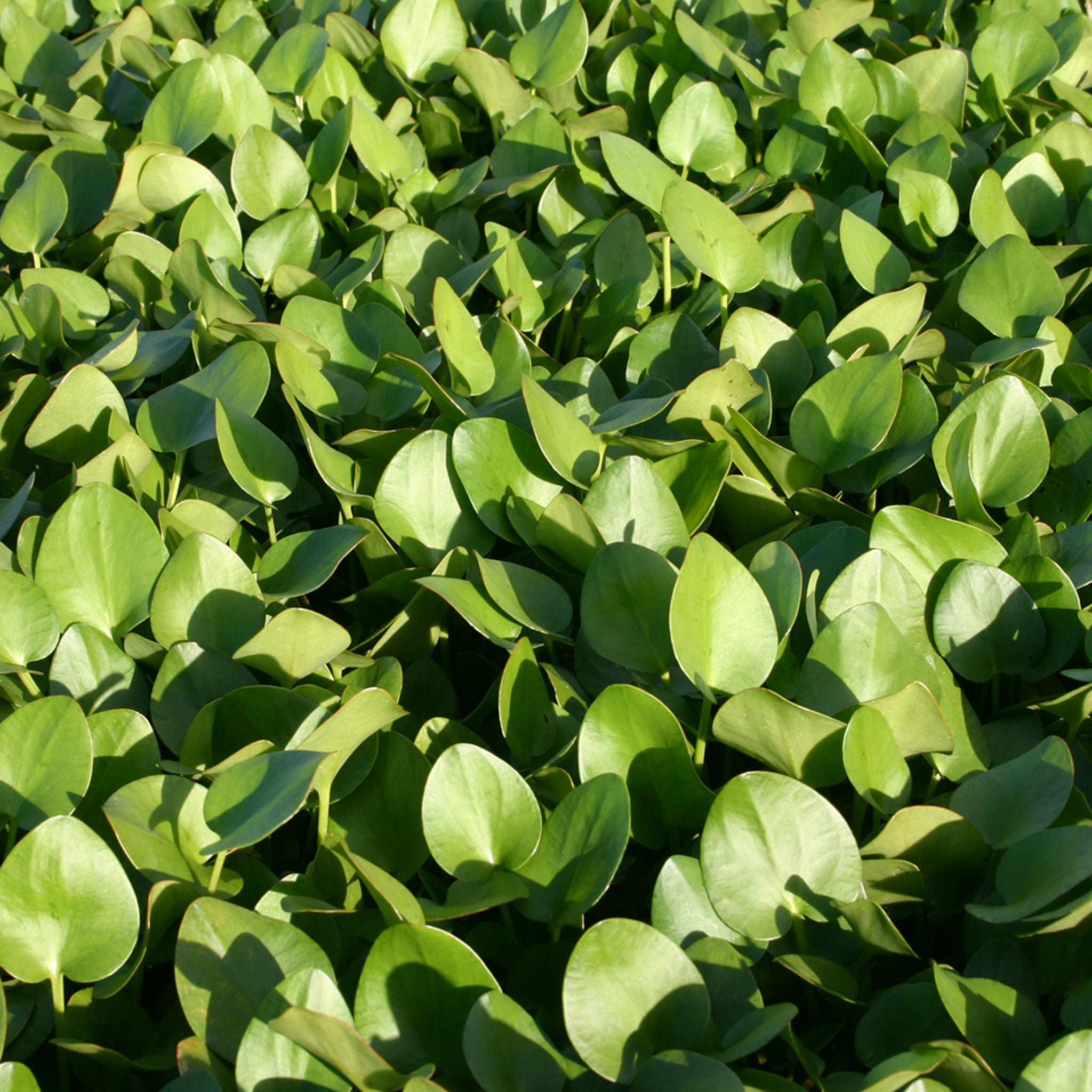 Frogbit – PONDS PLUS Water Garden Center