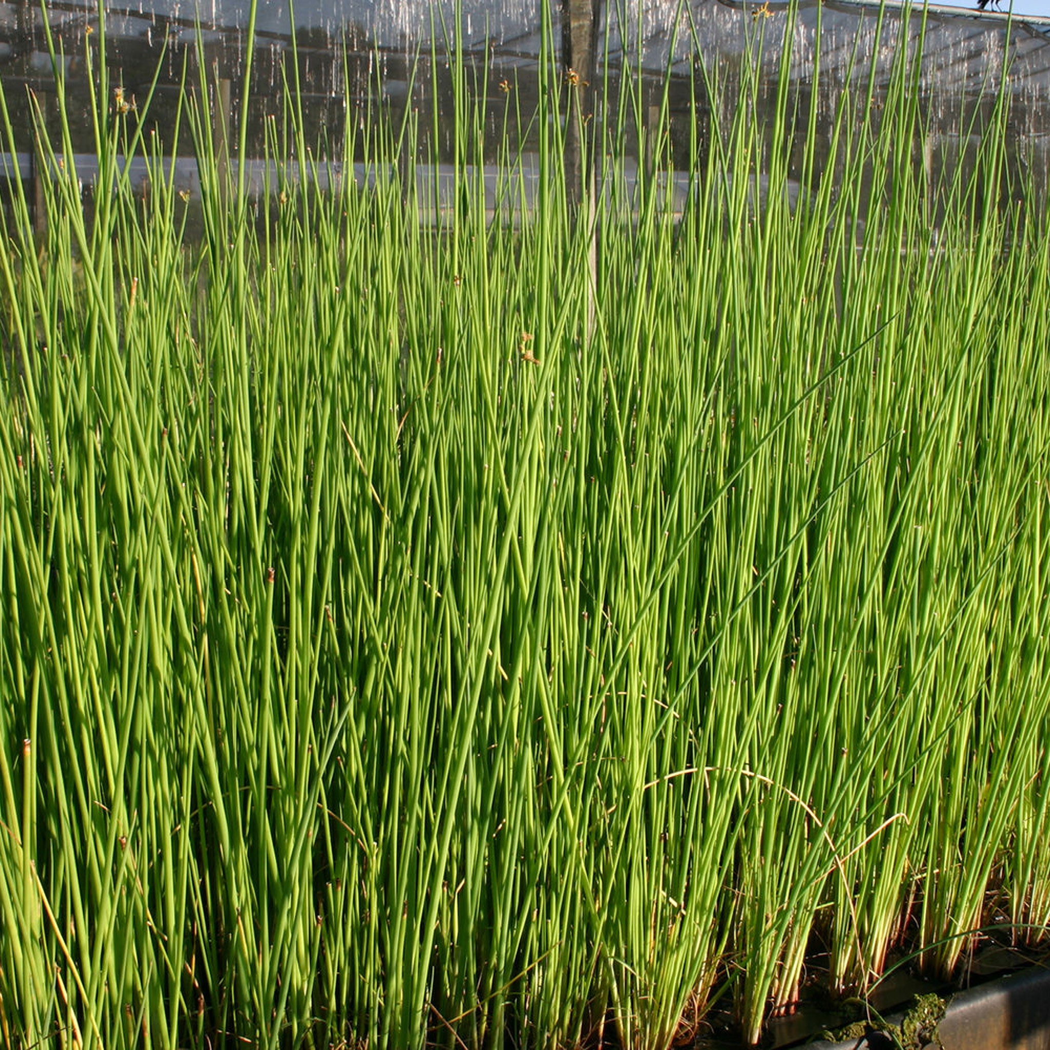 Giant Bull Rush – PONDS PLUS Water Garden Center