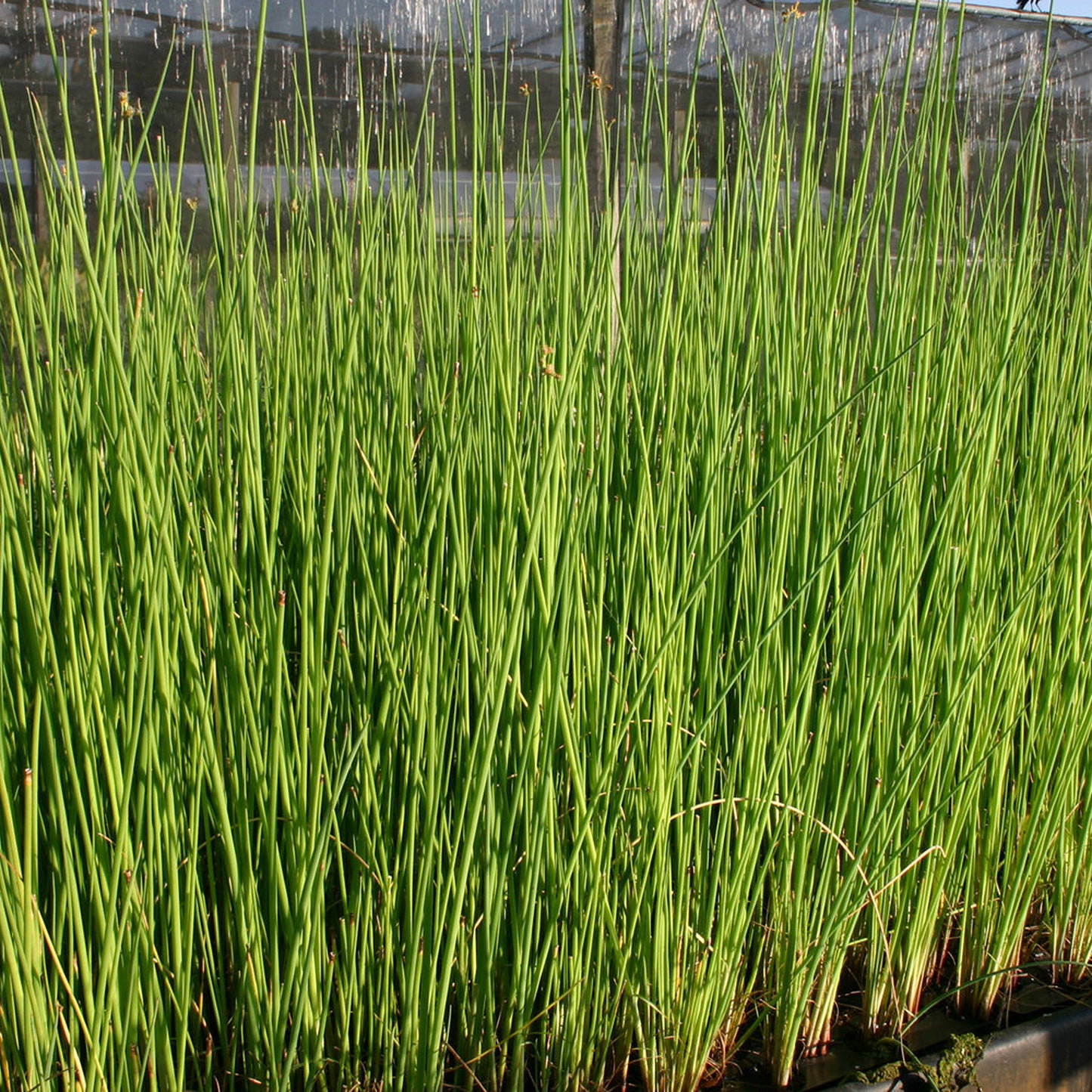 Giant Bull Rush