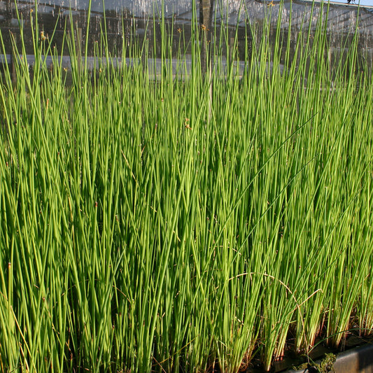 Giant Bull Rush