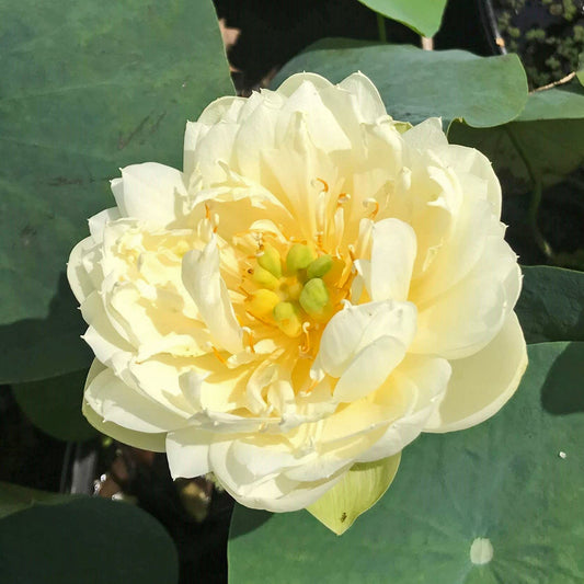 Gold Resplendence Dwarf Lotus