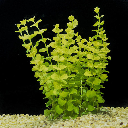 Creeping Jenny - Golden