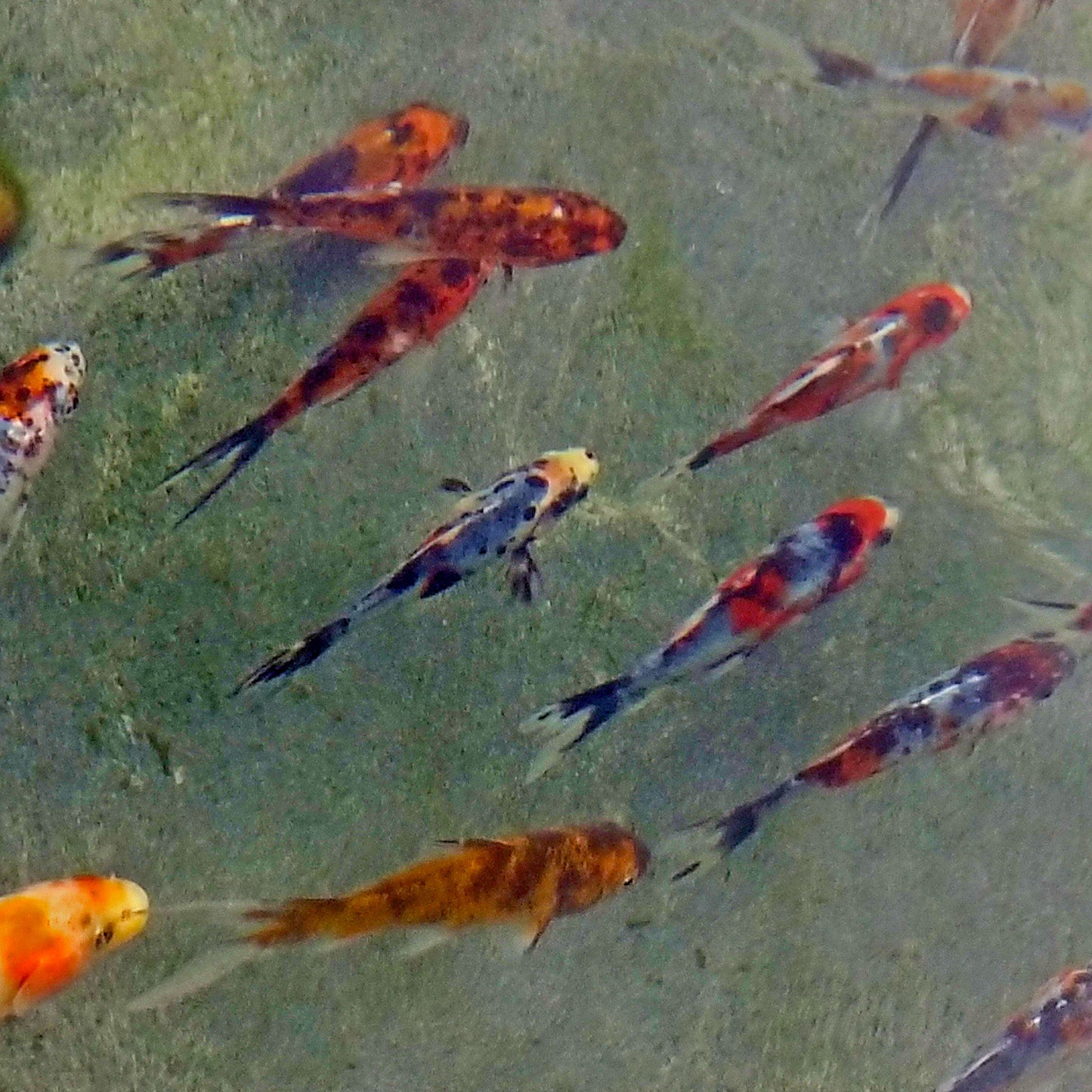 Goldfish Shubunkin - 4"