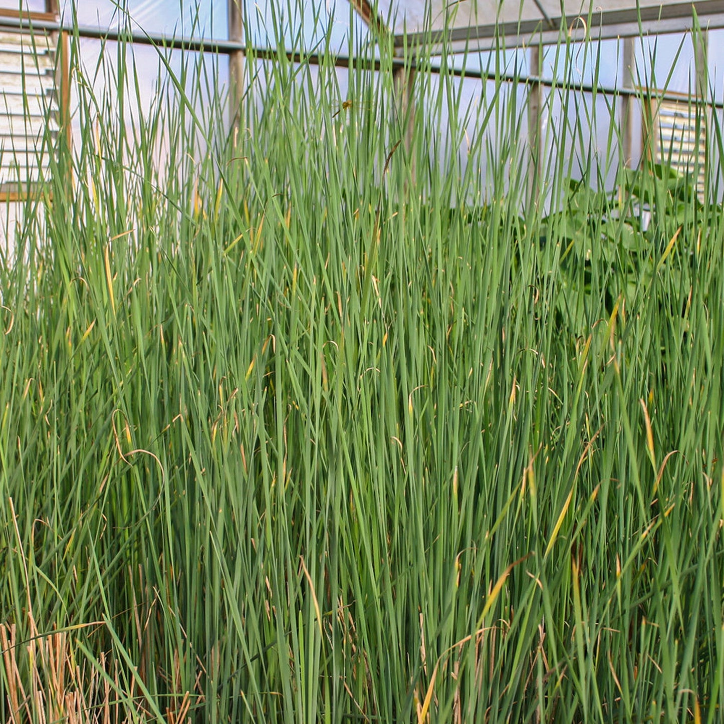 Graceful Cattail